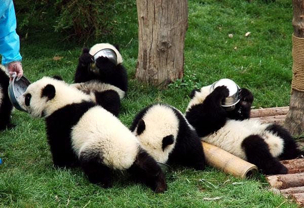 赤ちゃんパンダについて知らなかったびっくりトップ8 Arachina中国旅行